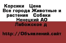 Корсики › Цена ­ 15 000 - Все города Животные и растения » Собаки   . Ненецкий АО,Лабожское д.